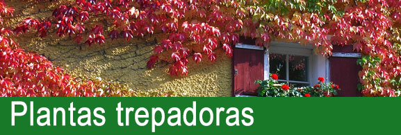 Plantas trepadora