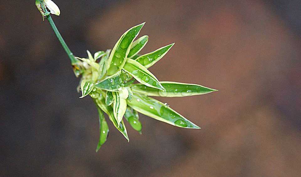 Chlorophytum comosum, estolón