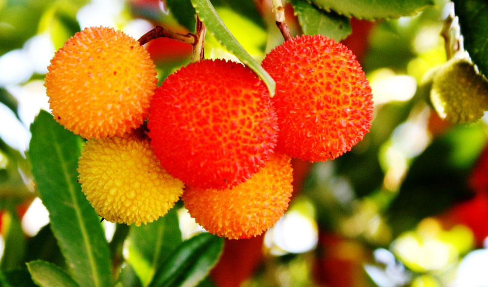 Arbutus unedo 