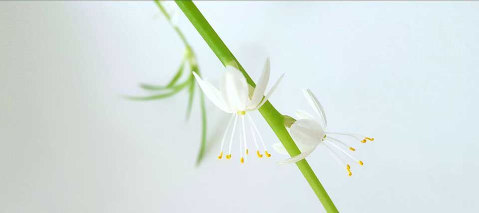 Chlorophytum comosum, flores