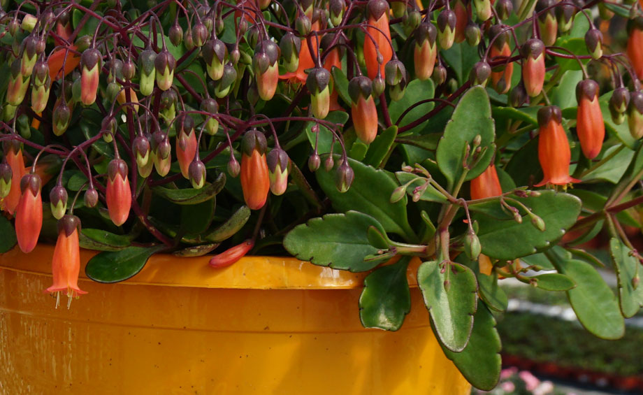 Kalanchoe 'Tessa' Maqu en maceta