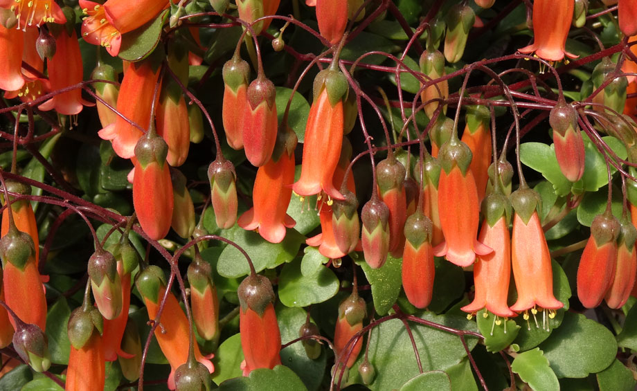 Kalanchoe 'Tessa' Maqu, flores