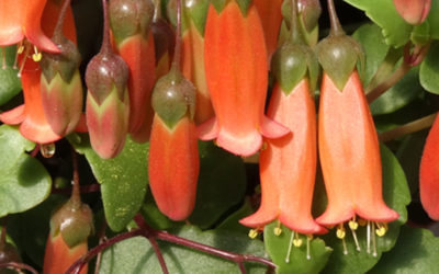 Kalanchoe ‘Tessa’