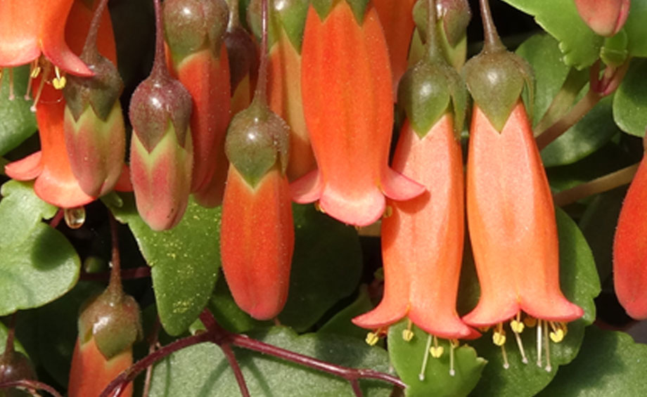 Kalanchoe 'Tessa' Maqu, flor