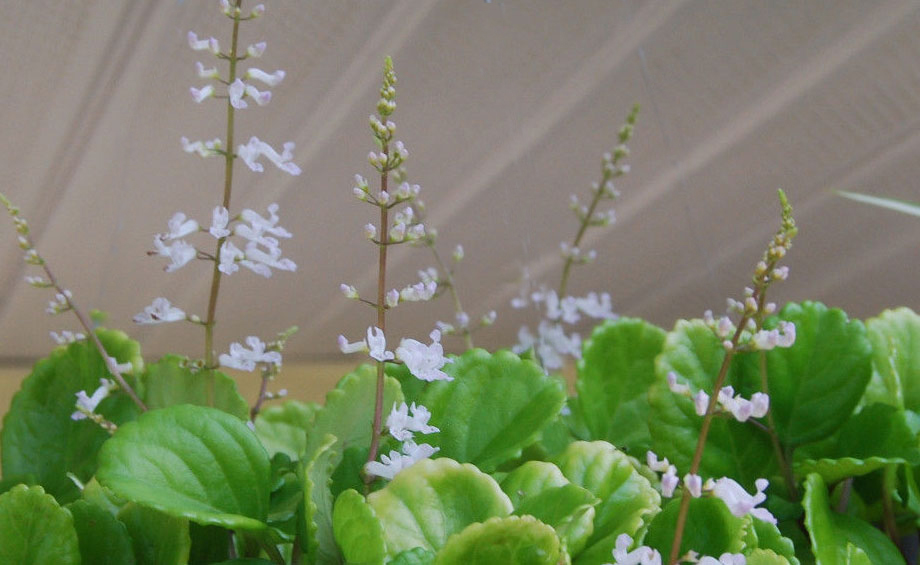 Plectranthus australis, flores