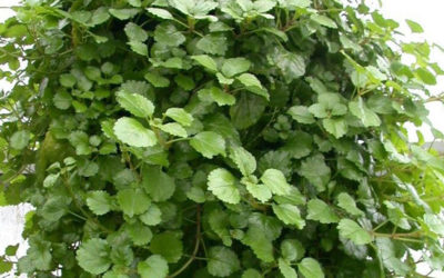 Plectranthus australis