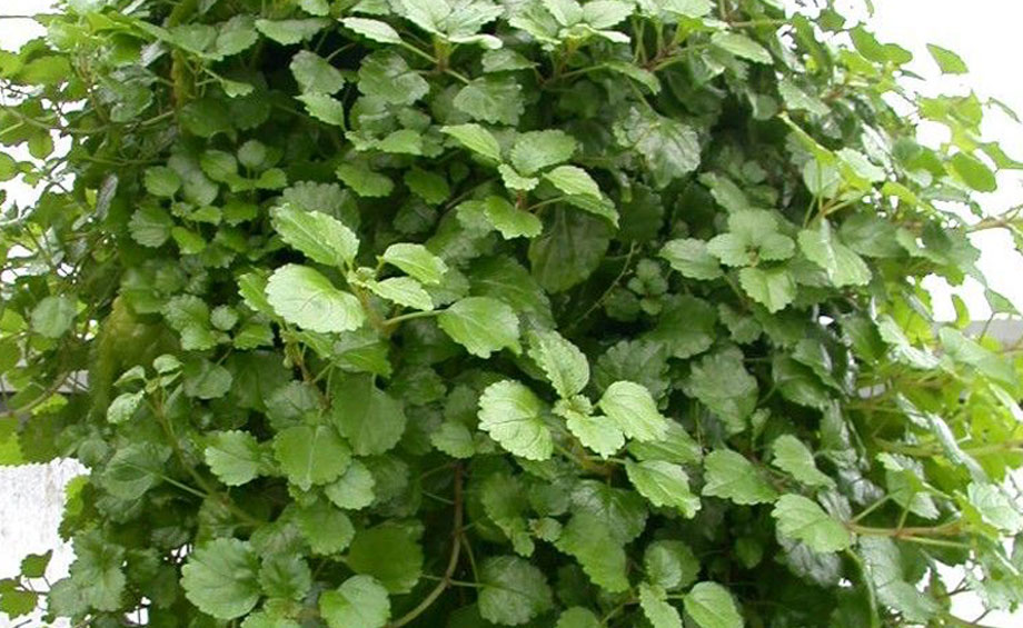 Plectranthus australis, follaje