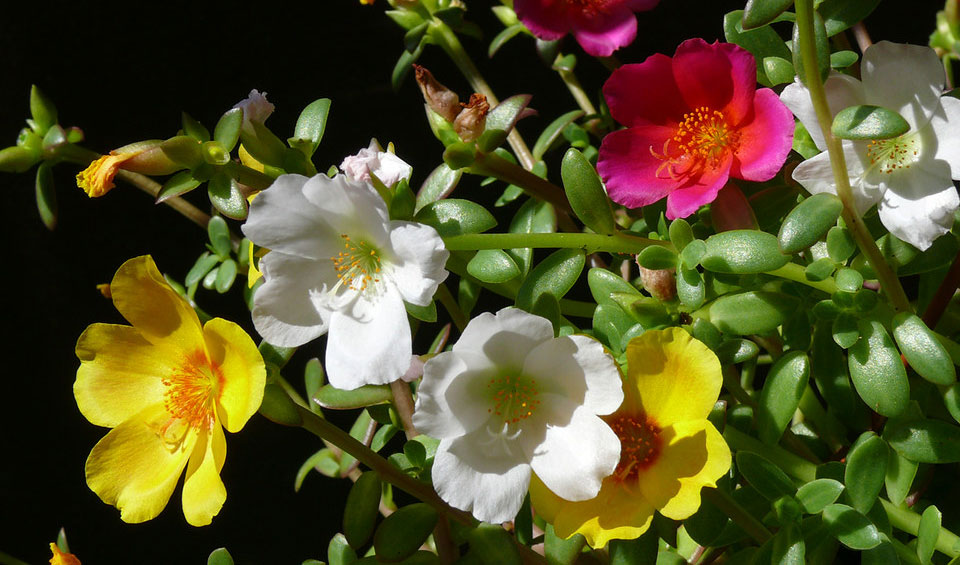 Portulaca umbraticola