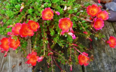 Portulaca umbraticola