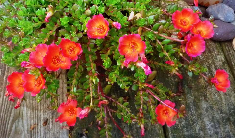 Portulaca umbraticola