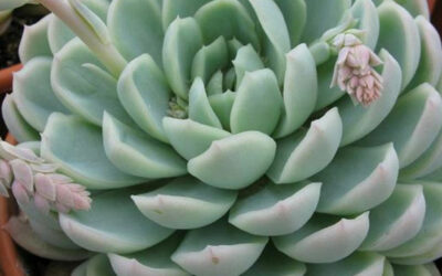 Echeverias