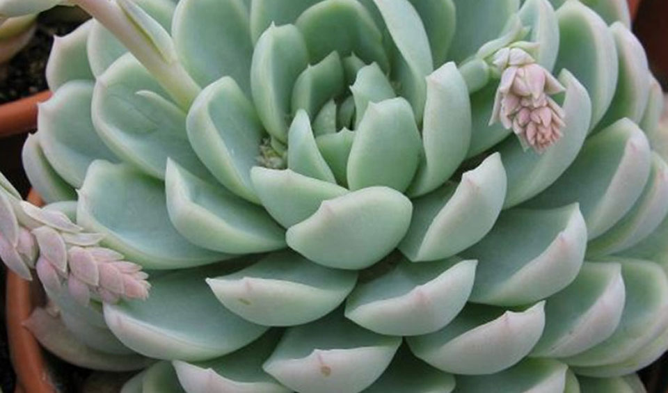 Echeverias elegans