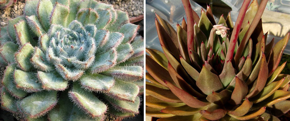 Echeveria setosa y Vicor Reiters