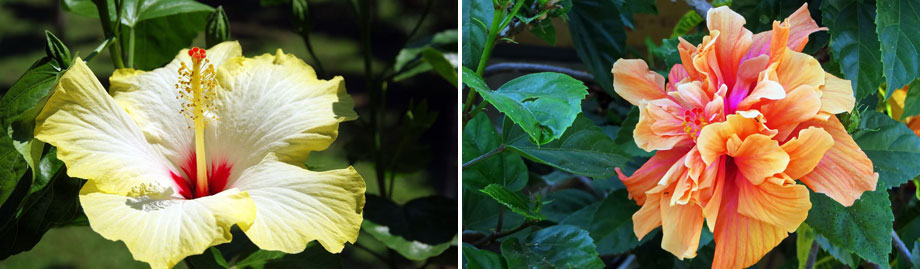 Hibiscus rosa-sinensis MaQu