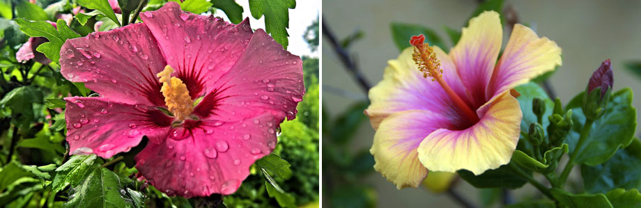 Hibiscus rosa-sinensis MaQu