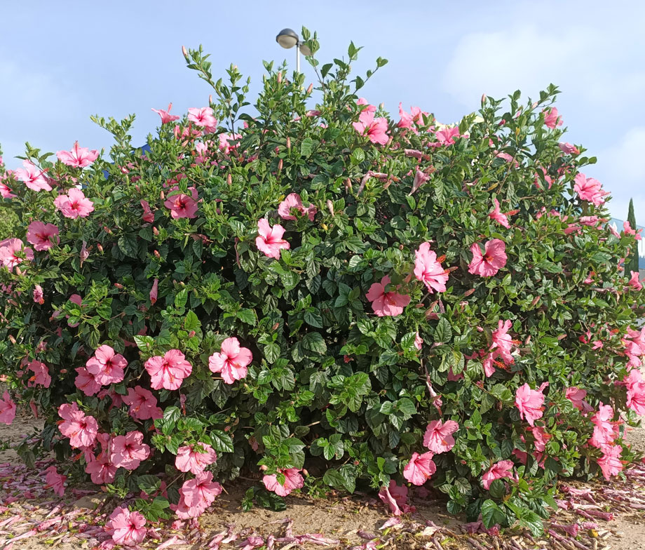 Hibiscus rosa-sinensis MaQu