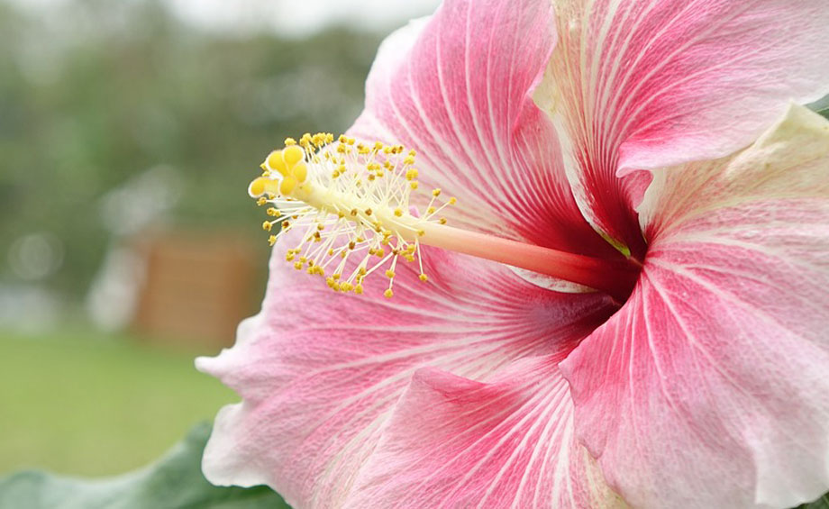 Hibiscus rosa-sinensis