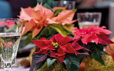 Poinsettia