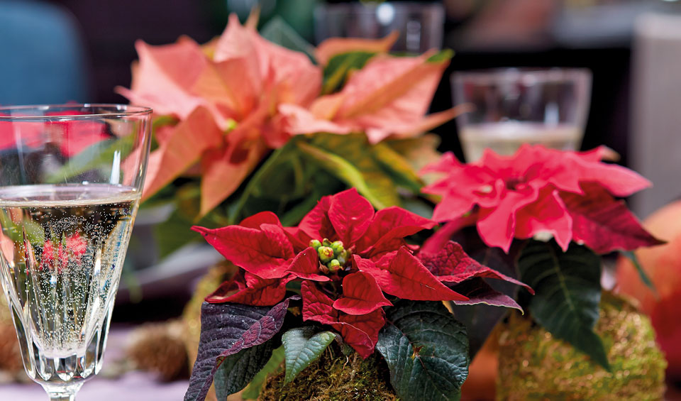 Poinsettia