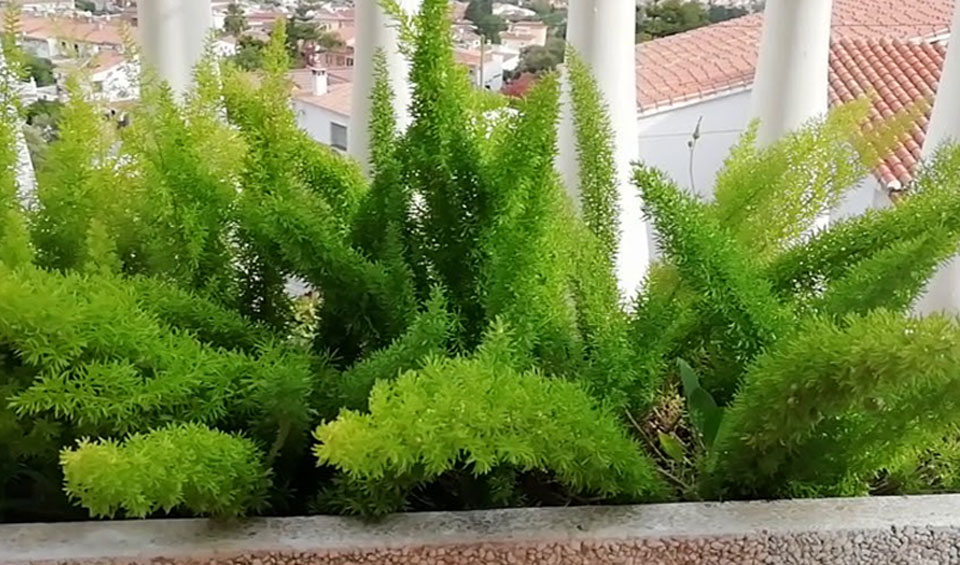 Asparagus meyeri en balcón