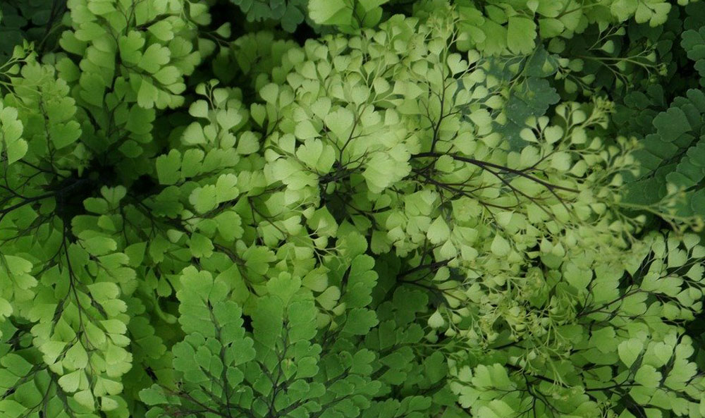 Hojas de Adiantum