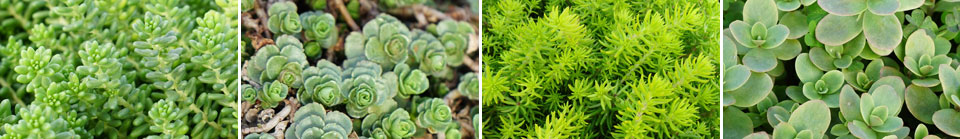 Sedum album murale, Sedum spurium John Creech, Sedum rupestre 'Angelina' y Sedum Sunsparkler Firecraker - Colección MaQu