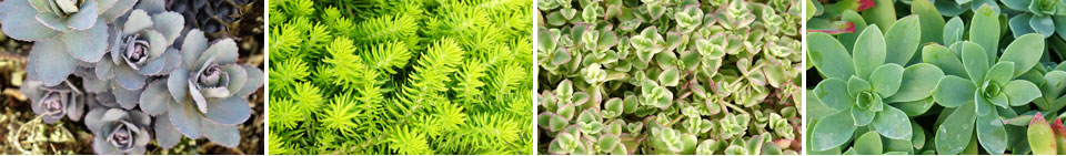 Sedum José Aubergine, Sedum 'Lemon Ball', Sedum 'Little Missy' y Sedum palmeri - Colección MaQu