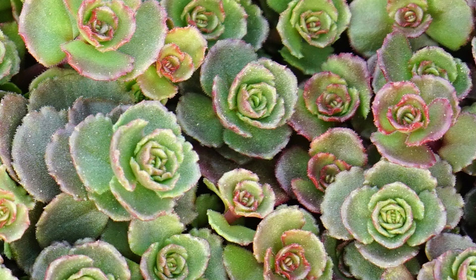 Sedum spurium 'Red Carpet' - Colección MaQu