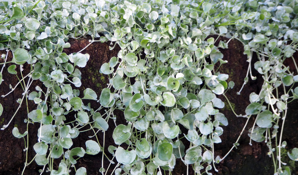 Dichondra argentea en porte colgante