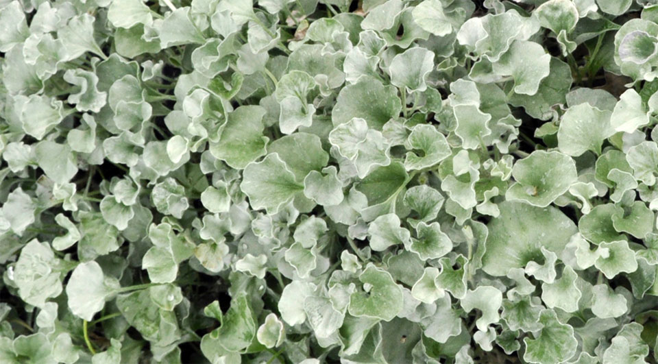 Dichondra argentea como planta tapizante