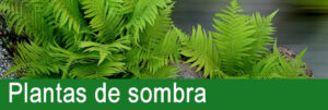 Plantas de sombra