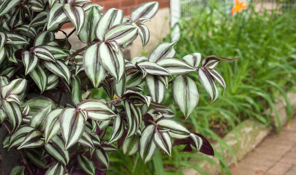 Tradescantia