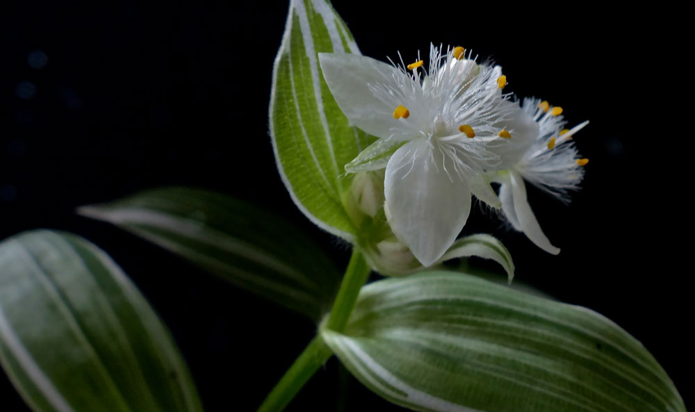 Flores de Tradescantias