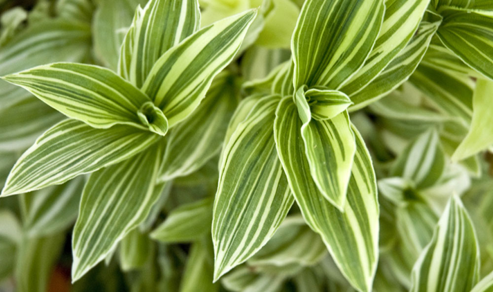 Tradescantia fluminensis