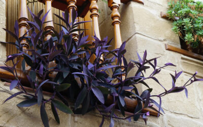 Tradescantia