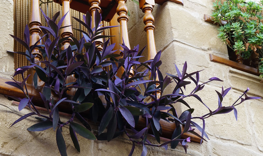 Tradescantia
