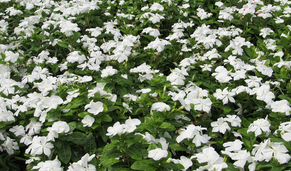 Macizo de Vinca rosea de flores blancas