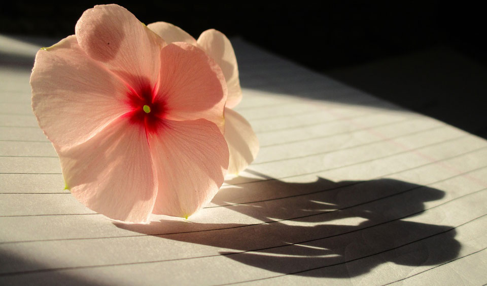Flores de Vinca rosea en salmón