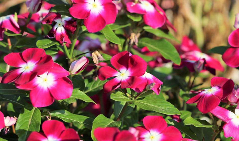 Vinca rosea en rojo con centro blanco