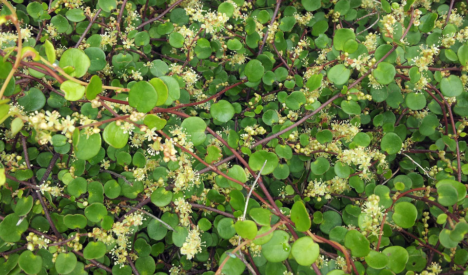 Muehlenbeckia complexa en valla y en plena floración
