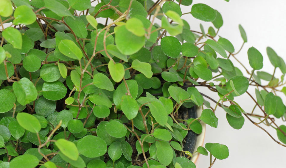 Muehlenbeckia Complexa Reproduccion