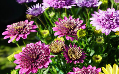 Osteospermum ecklonis