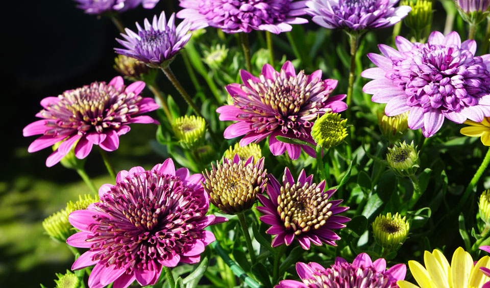 Osteospermum ecklonis de la Colección MaQu