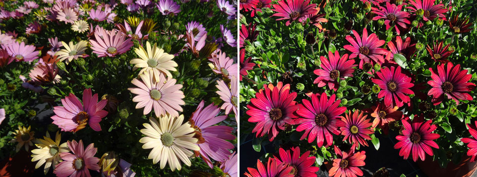 Osteospermum ecklonis de la Colección MaQu