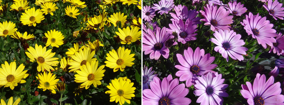 Osteospermum ecklonis de la Colección MaQu