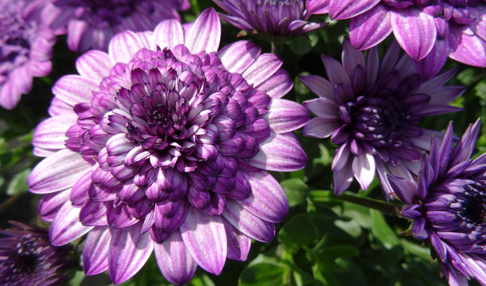 Osteospermum ecklonis de la Colección MaQu