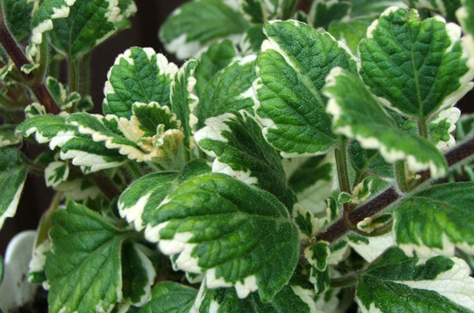 Follaje del Plectranthus coleoides 