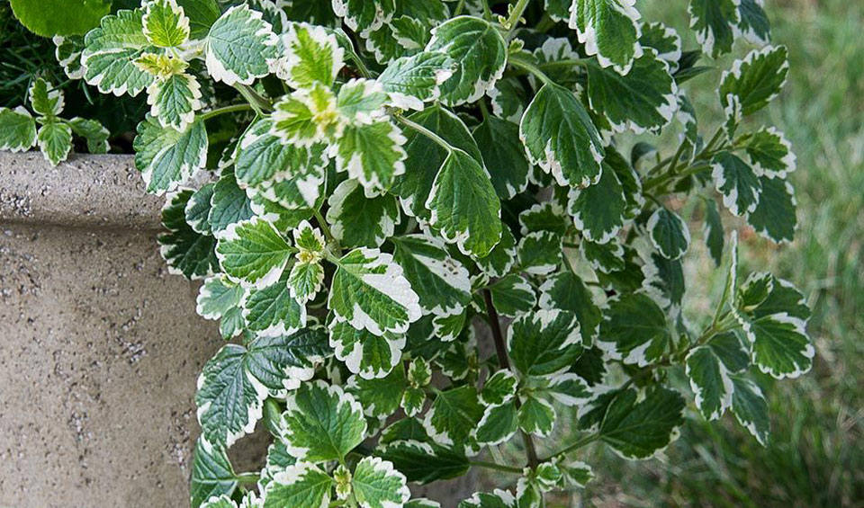 Plectranthus coleoides