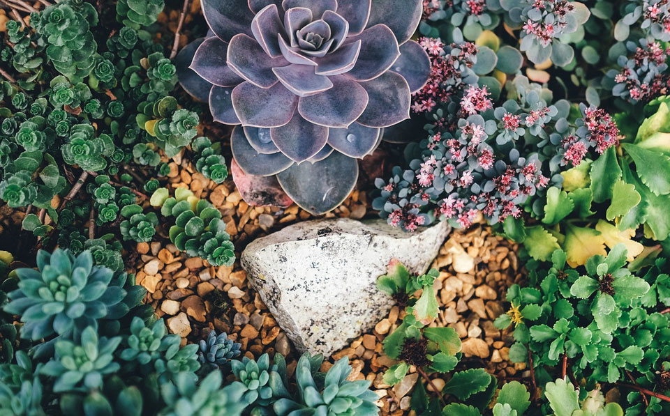 Plantas crasas en rocalla