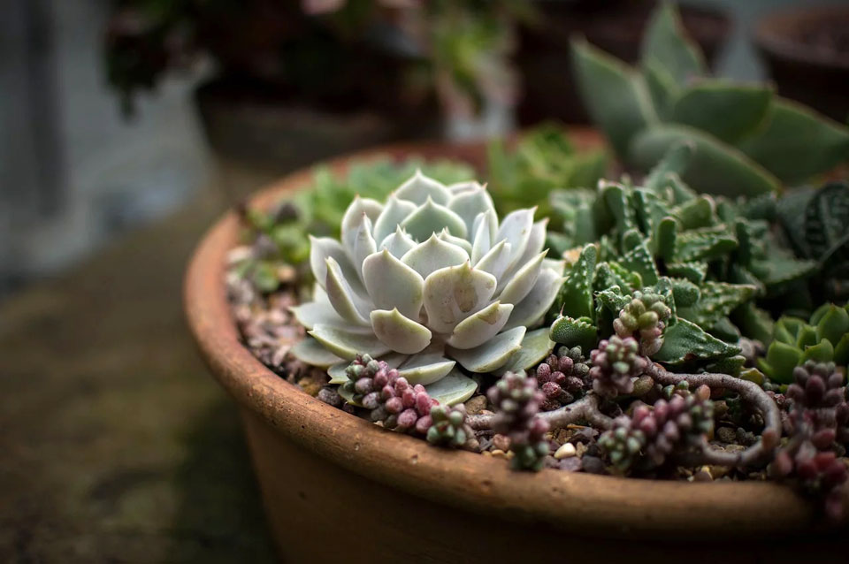 Plantas crasas en maceta